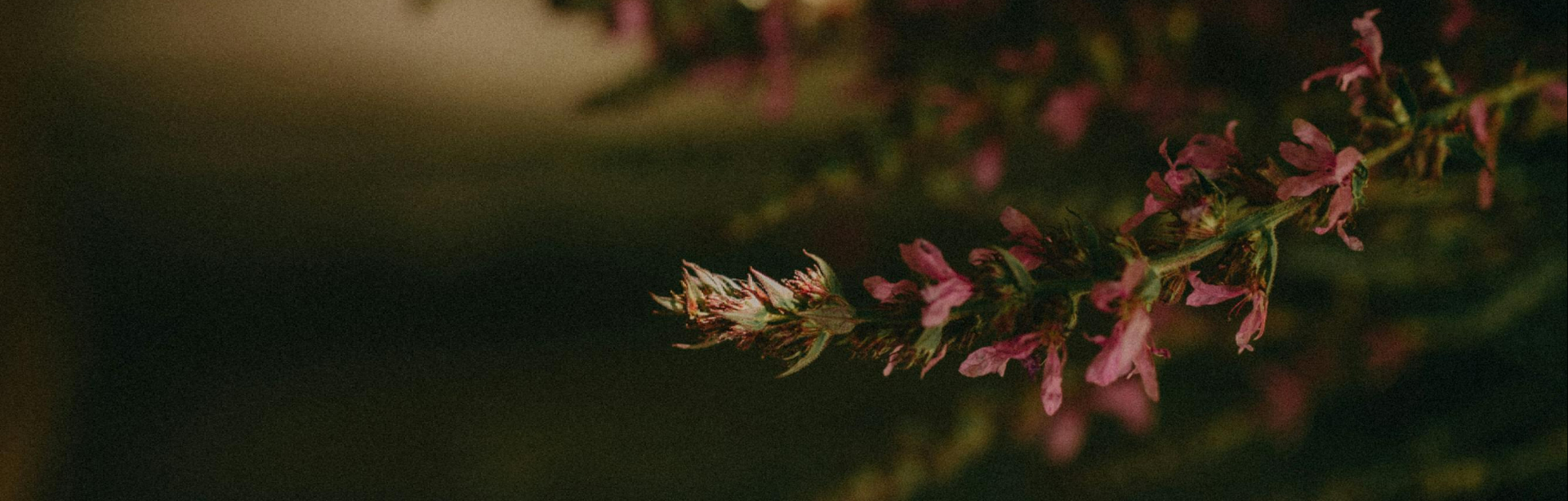 banner image