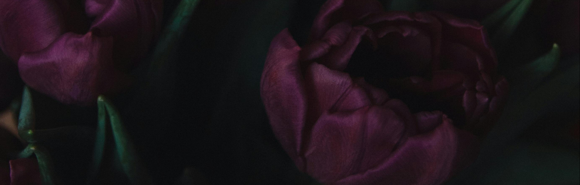banner image