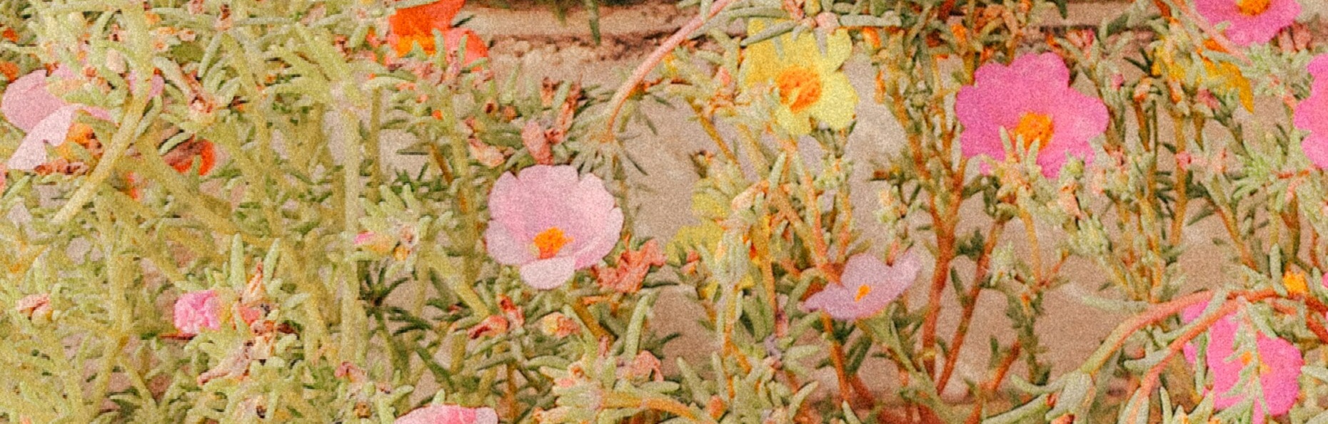banner image
